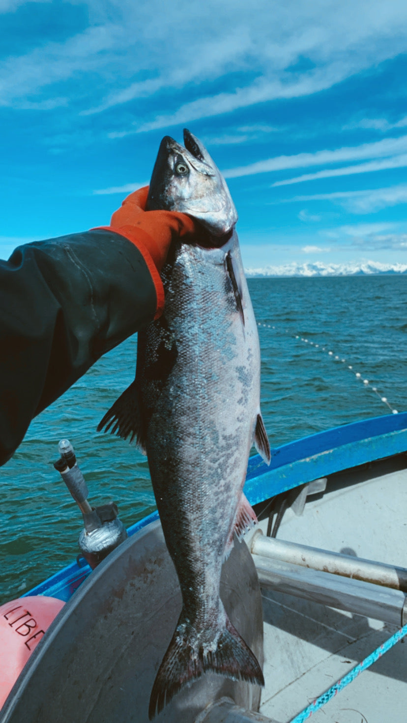 Whole Fresh King Salmon